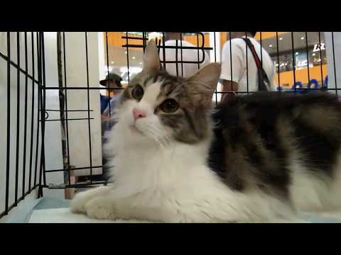 Sabah International Cats Lover Festival 2019