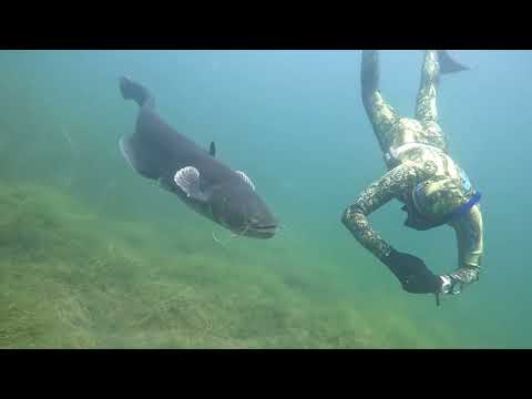 Freediving mit Wels,Waller in einem See bei Leipzig