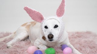 MEET DAISY! - Product Photoshoot With My Dogs