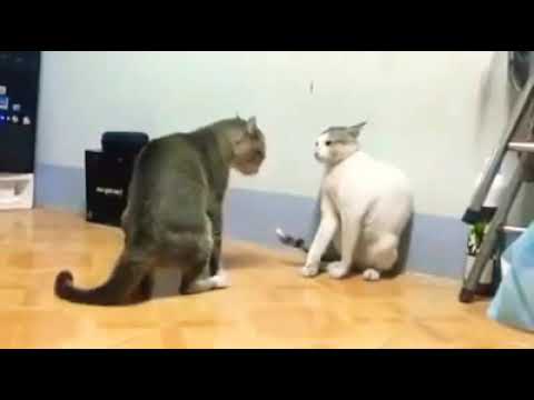 Fight between 2 cats | Funny video | Pakistan |