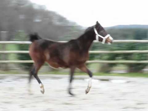 el shazar1, Part Arabian Bay Overo .MP4