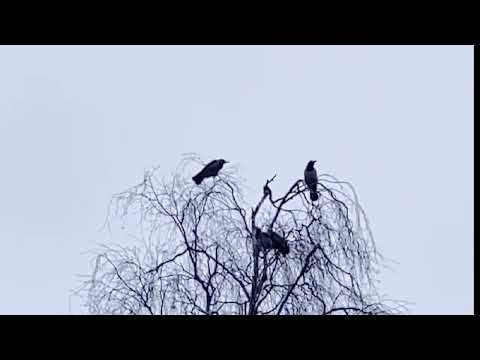 Fåglar vid förskolan Orren i Haninge