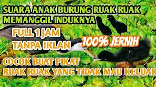 Download lagu Suara Anak burung RUAK RUAK MEMANGGIL INDUKNYA [] Suara Anak RUAK RUAK SUARA PIKAT bird [] bird trap mp3