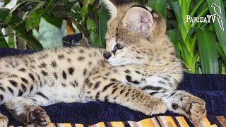 Serval Cat at Home