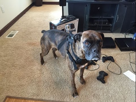 GoPro Fetch Dog Harness Unboxing & Review