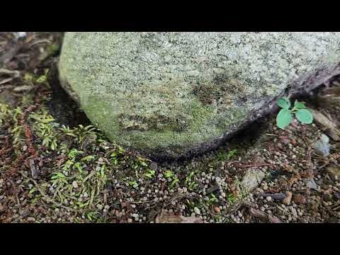 Landscape Bed Riddled with Large Ant Colony in Mantoloking, NJ