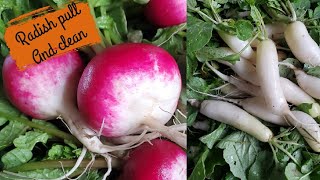 Harvesting, Cleaning Radishes for farmers market