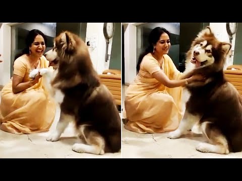 Singer Sunitha Playing With Her Pet Dog | Sunitha Latest Video | News Buzz
