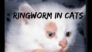 Ringworm in Cats and Dogs