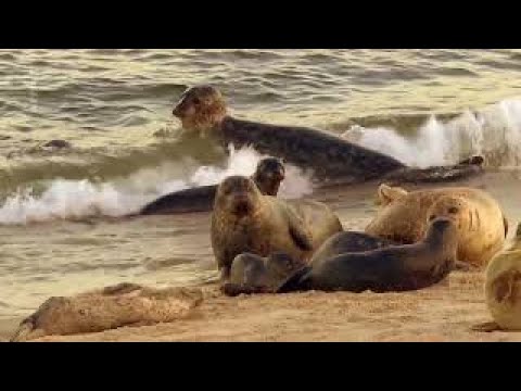 Wilde Ostsee: Von Dänemark bis Lettland Doku (2017)