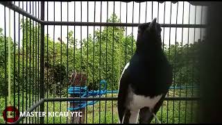 Download lagu KACER NAGEN NGOBRA 1 TITIK mp3