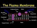 Fluid Mosaic Model Of The Plasma Membrane Phospholipid Bilayer