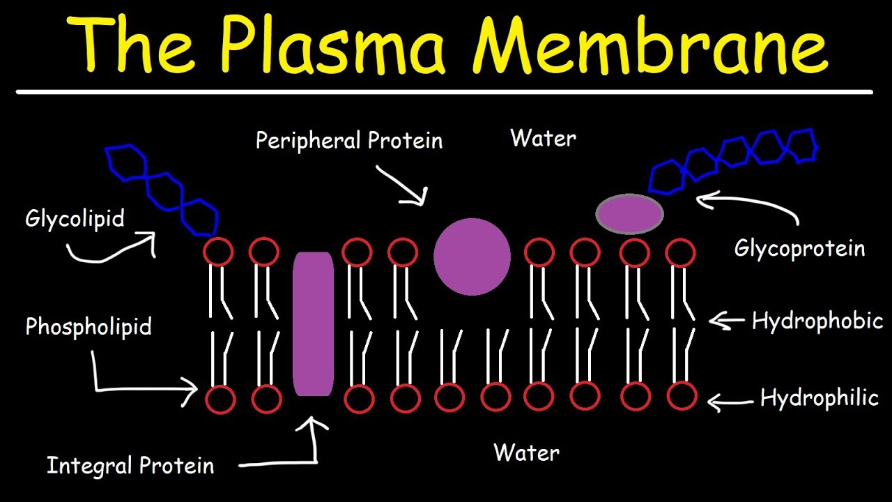 Fluid Mosaic Model of the Plasma Membrane - Phospholipid Bilayer