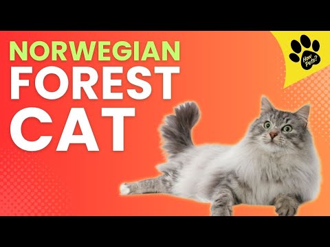 Norwegian Forest Cats Breed - Norsk Skogkatt in Norway