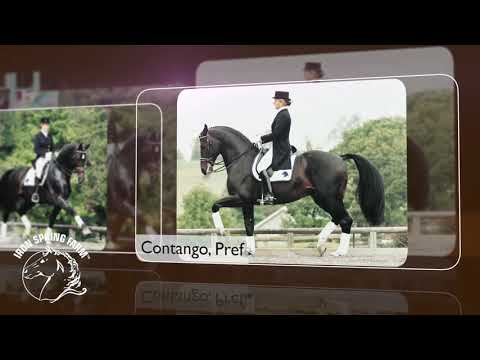 Iron Spring Farm Stallions