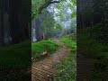 Nature View Summer Rain Rain Weather Nature 4k Videos Short Video