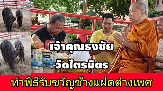 เจ้าคุณธงชัยวัดไตรมิตรทำพิธีรับขวัญช้างแฝดต่างเพศที่เพนียดคล้องช้างอยุธยา