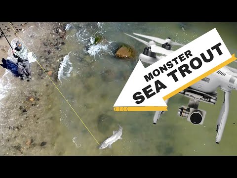 GIANT sea TROUT caught on DRONE! (Coastal fly fishing for sea run brown trout at Bornholm, Denmark)