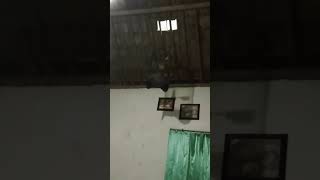 Download lagu cucak kopi jantan, memanggil betina mp3