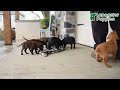 Labrador Retriever dogs for sale: Coco  - Video 1