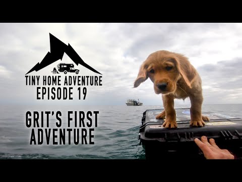 Tiny Home Adventure S3:E19 - Golden Puppies, Spearfishing Catalina Island, Feisty Sea Lions, & More!