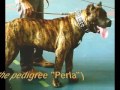 Dogo Canario - Dogo Canario Perla de La Isla de los Volcanes