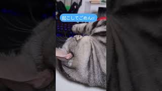 #猫#cat