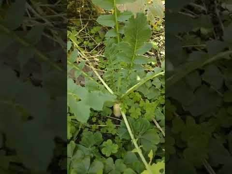 根菜の種まき時期: 根菜を逃さないように園芸家のカレンダーが示していること  庭園