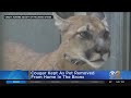 Pet Cougar Removed From Home In The Bronx