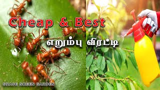 Organic ant control solution for garden| Grace Green Garden| Tamil