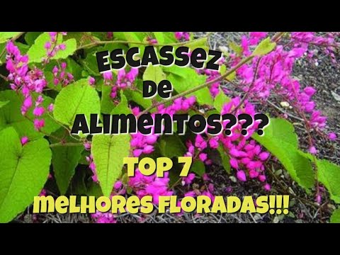 , title : 'TOP 7 - Floradas para as Abelhas no período de inverno - escassez de alimentos'