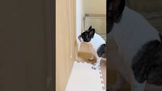愛犬のフレブルにどうしても頑張ってほしい夫婦