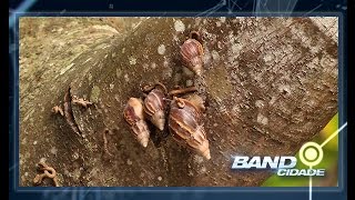 Miniatura do vídeo