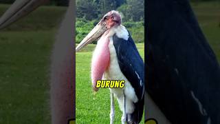 Download lagu THE MOST DANGEROUS BIRDS IN THE WORLD #dailyfacts #unique facts #shorts mp3 Download lagu THE MOST DANGEROUS BIRDS IN THE WORLD #dailyfacts #unique facts #shorts mp3