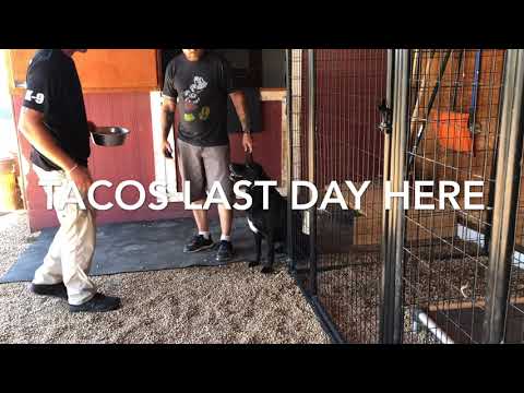 Complete Canine Training video.