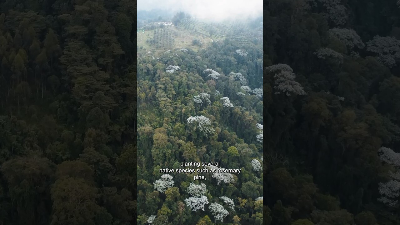 SUSTAINABLE HASS CROPS - 5K Hass Stories