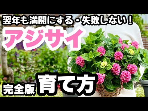 アジサイの植え付けの最も重要なヒント 植物