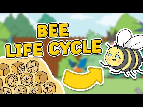 The Life Cycle of a Bee | Bee Life Cycle | Science for Kids!