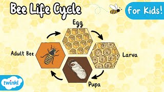 The Life Cycle of a Bee | Bee Life Cycle | Science for Kids!