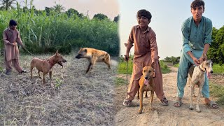 Dangerous Hyena Ka Shikar Kiya 😱😱