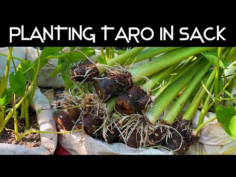 Planting taro in sack -  How to grow taro for beginner