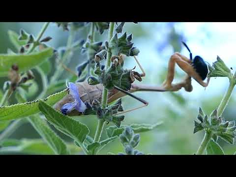 Remarkable video of praying mantis eating a bumble bee.Praying mantis exclusively feed on live prey.