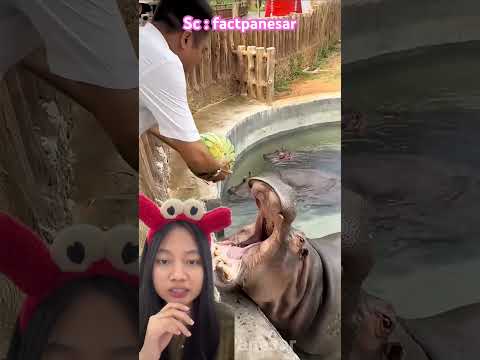 Kasih makan gajah atau kuda nil⁉️ factpanesar