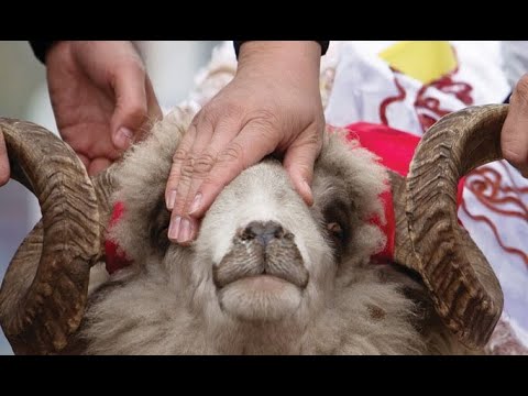 Dy gjërat e rrezikshme që "përfiton" ai njeri që i dedikon kurbanin dikujt tjetër përveç Allahut!