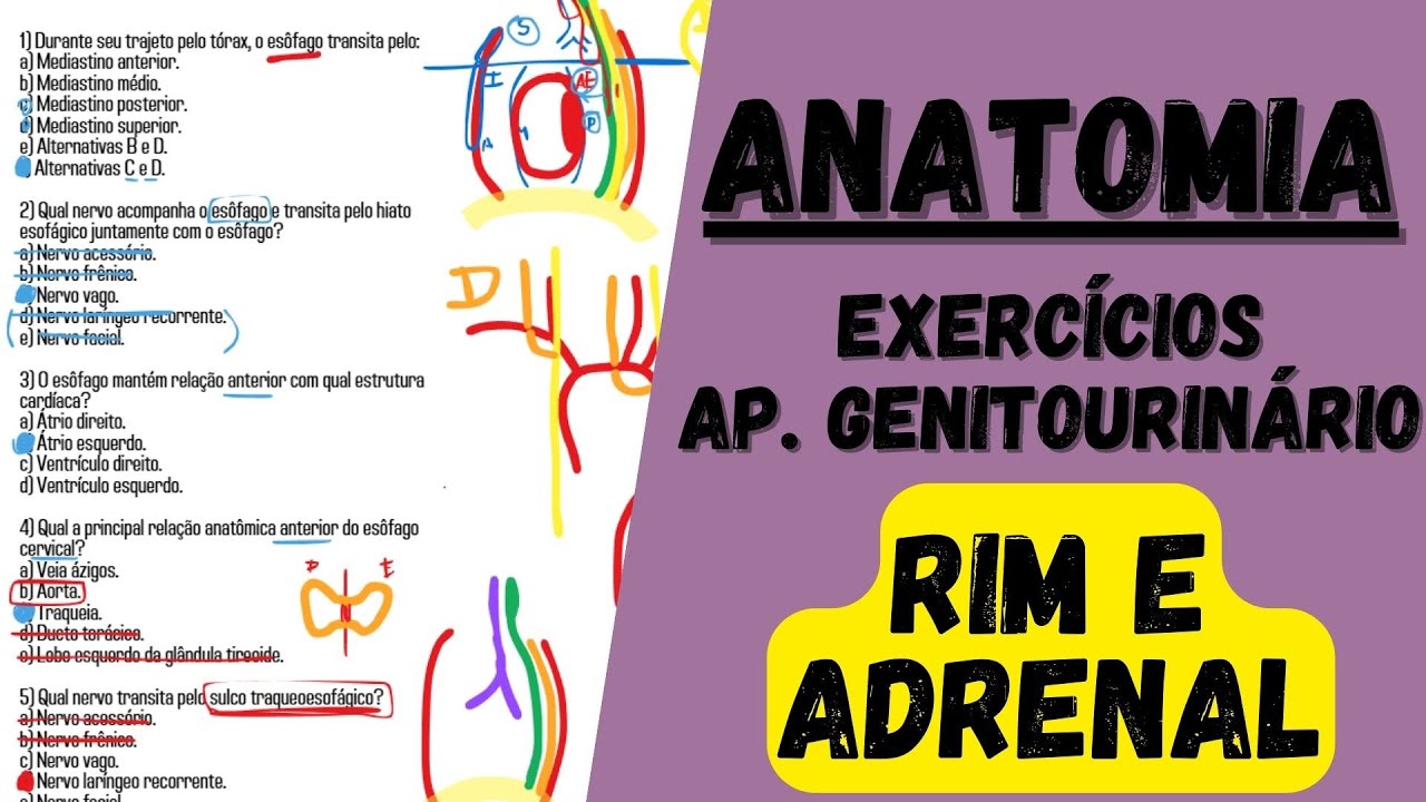 🔴👉 SIMULADO: Rim