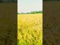 Jatt Kishani Video Short Shorts Youtubeshorts Short Trending Village Yajnas Pharma