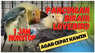 Download lagu SUARA LOVEBIRD KAWIN 100% AMPUH BUAT PANCINGAN AGAR CEPAT BIRAHI mp3