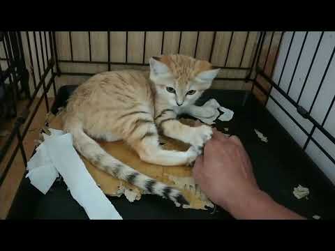 Taming Sand Cats