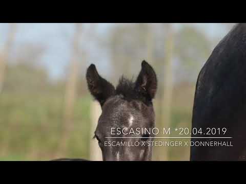 ESCASINO M | colt ESCAMILLO x STEDINGER - sold