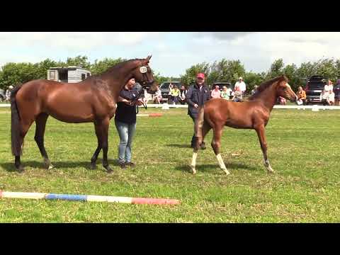 Holsteiner Fohlenschau Föhr 2023 | HF | Esmeraldo – Catch | St. 1907 | ZG Andresen